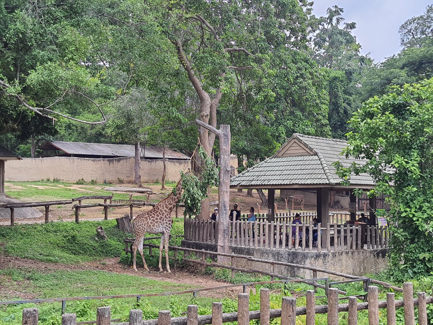 Visitors feeding the Giraffes in African Animal Area