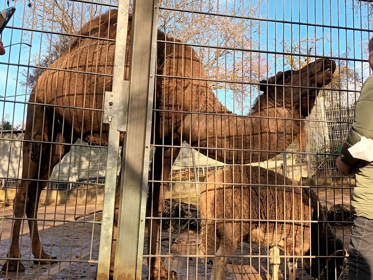 Visitors feeding the Jacobs Sheep and Dromedary Camels
