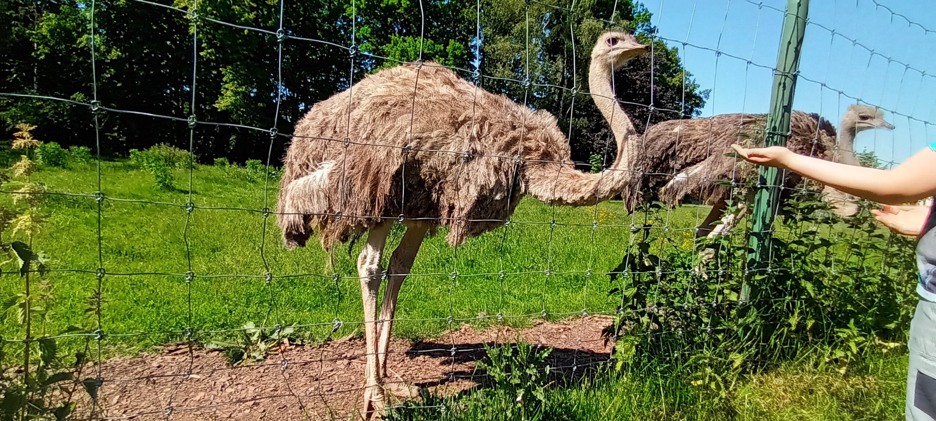 Visitors feeding the Ostriches