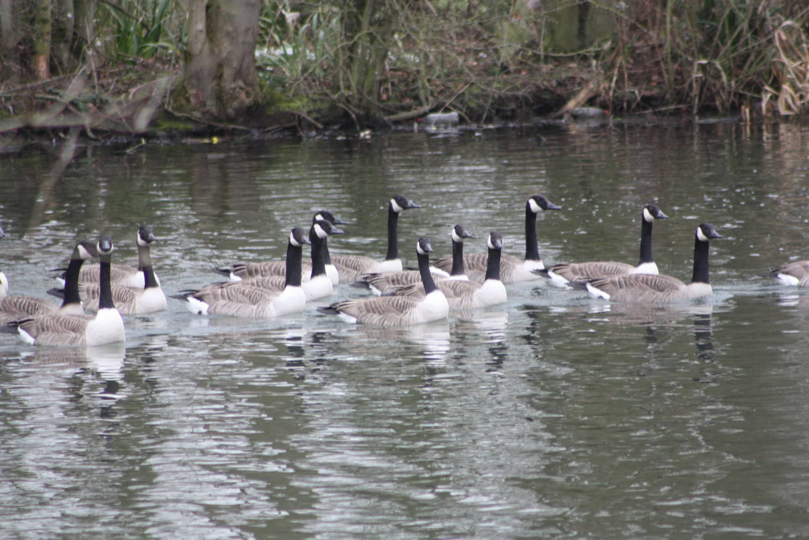 Visitors on the lake, 18th February 2015