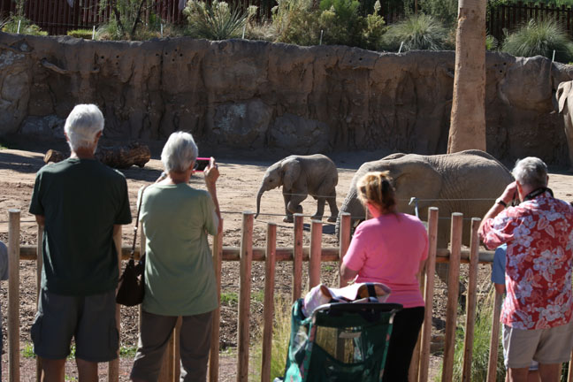 visitors watching baby elephant