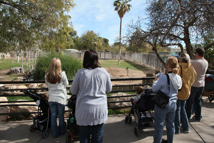 visitors watching baby zebra