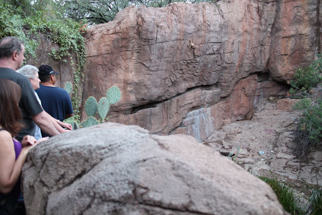visitors watching puma