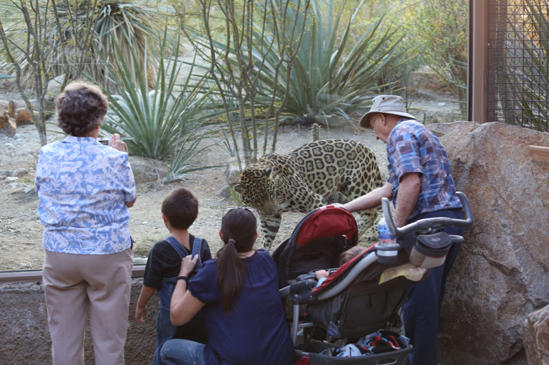 visitors with jaguar