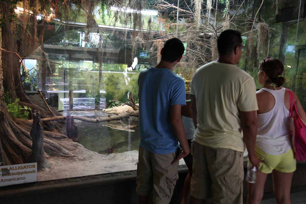visitors with white gator