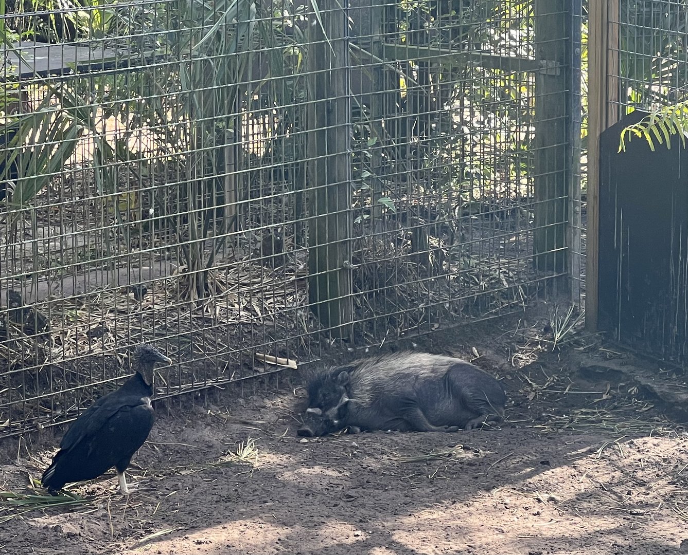 Visiyan Warty Pig and Black Vulture