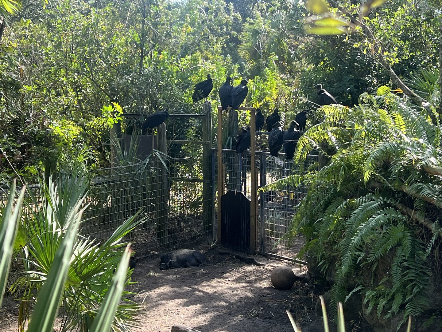 Visiyan Warty Pig Exhibit