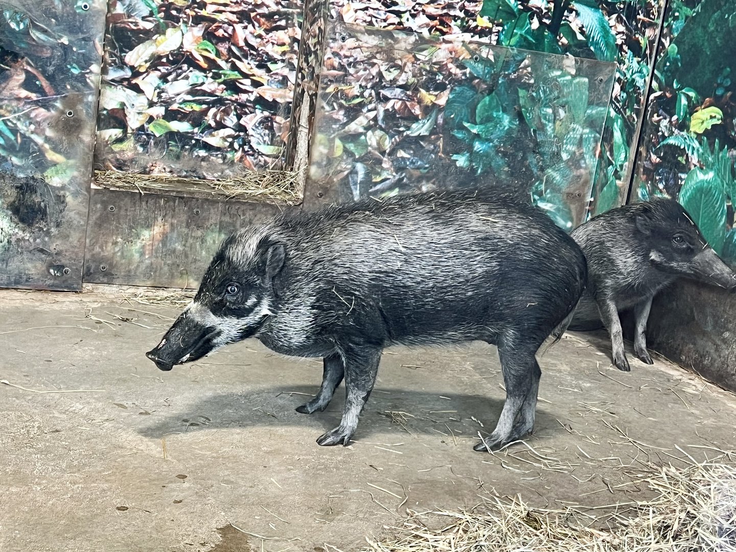 Visiyan Warty Pig