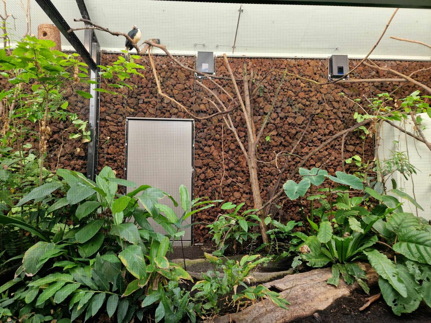 Visyan Hornbill exhibit