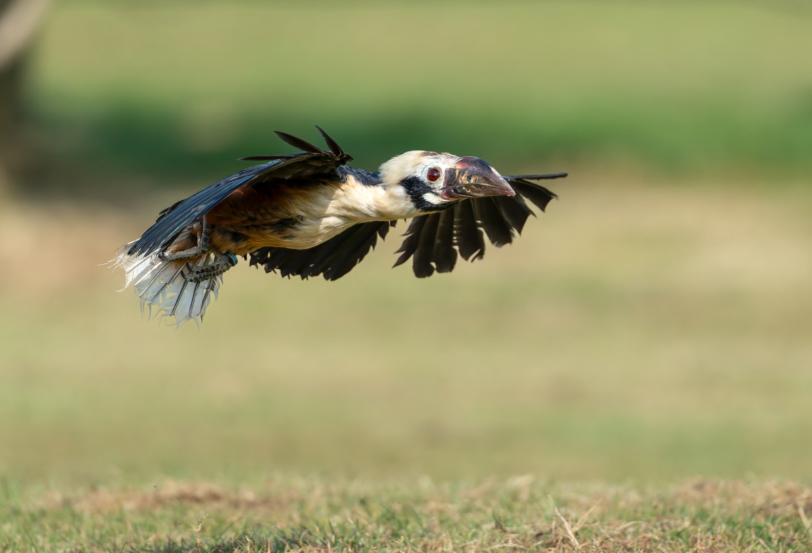 Visyan Tarictic Hornbill, ZSL Whipsnade, UK
