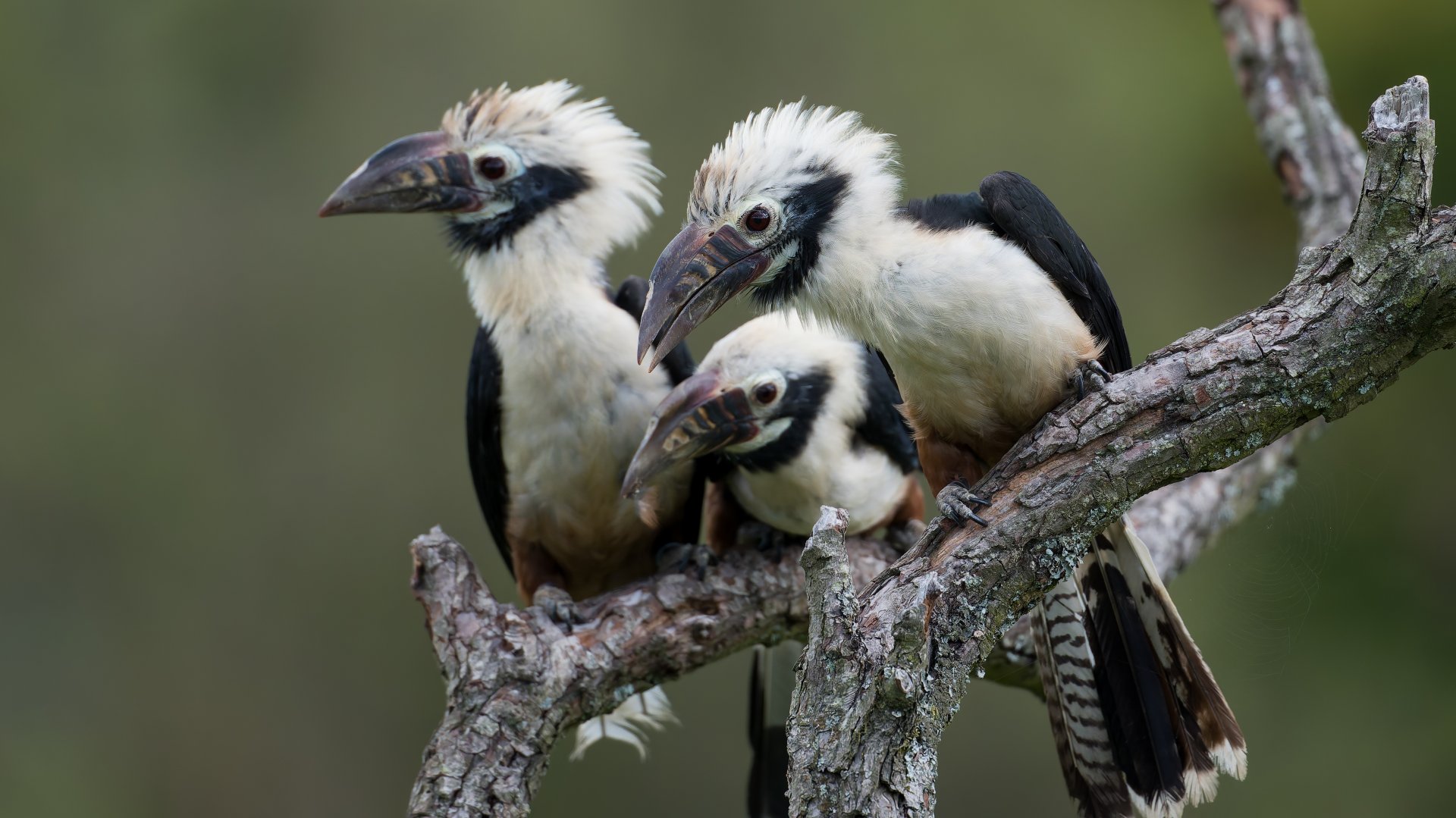 Visyan Tarictic Hornbills, ZSL Whipsnade, UK