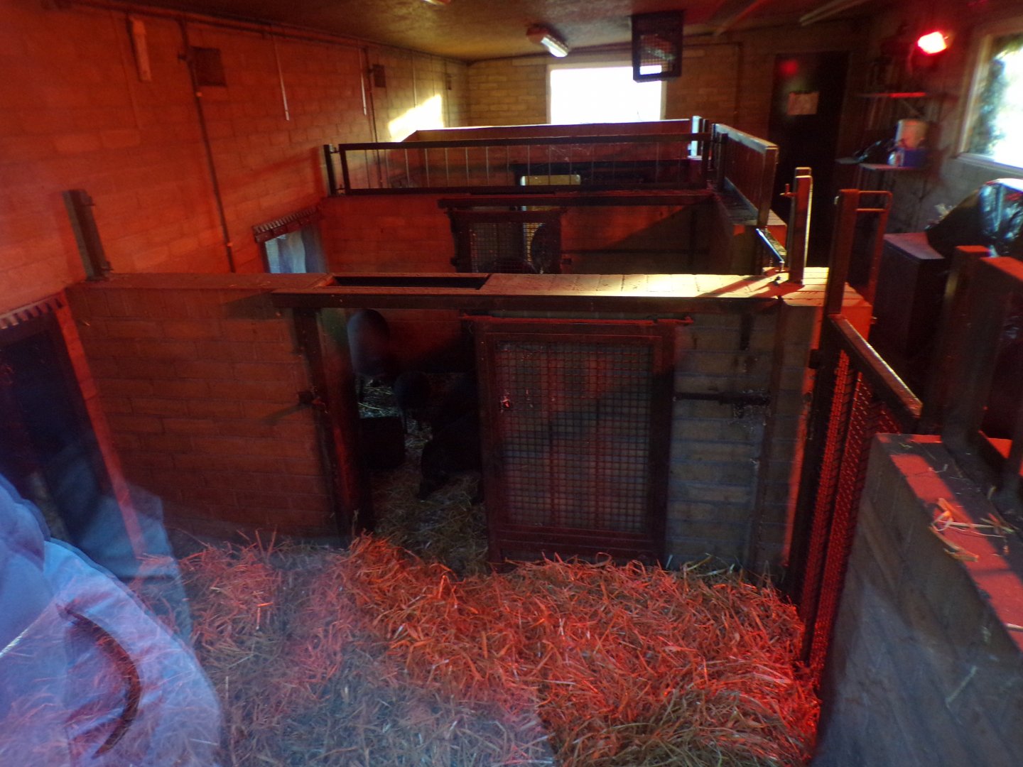 Visyan warty pig indoors 1.1.24