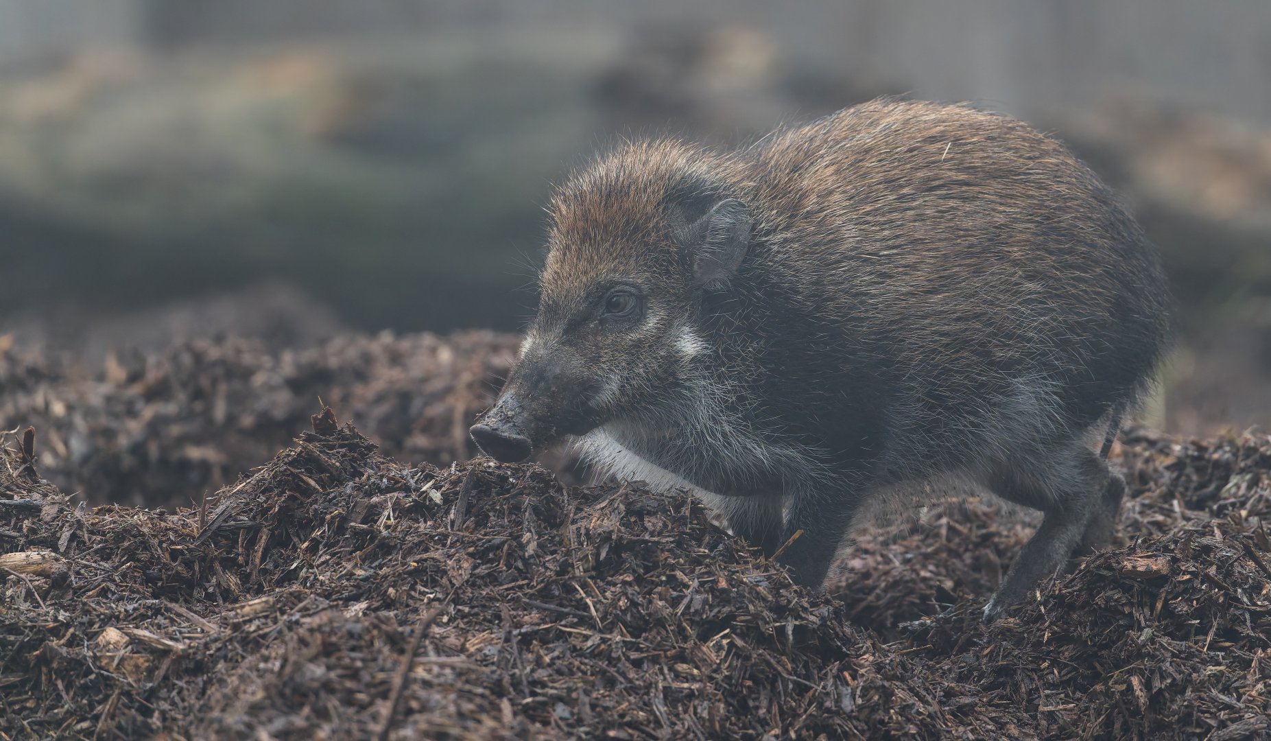 Visyan Warty Pig juvenile, ZSL Whipsnade, UK