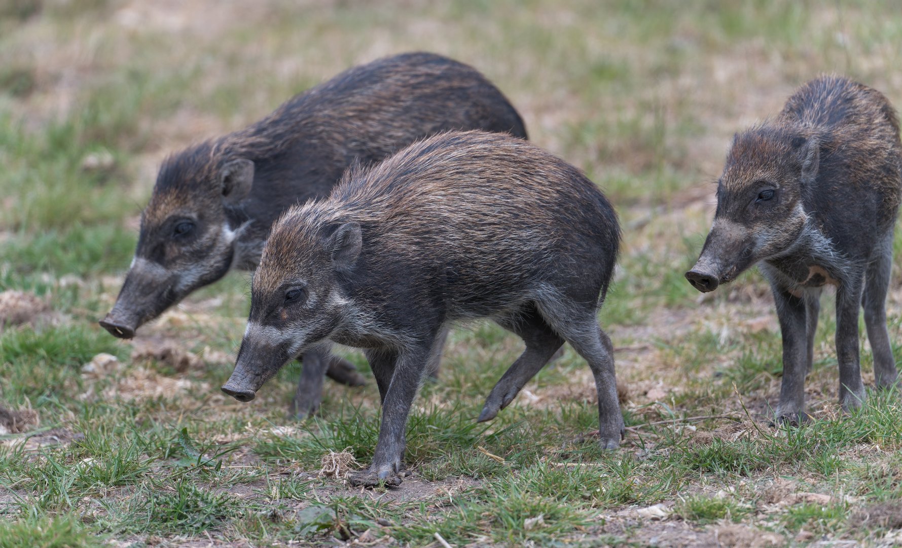 Visyan Warty Pig juveniles, ZSL Whipsnade, UK
