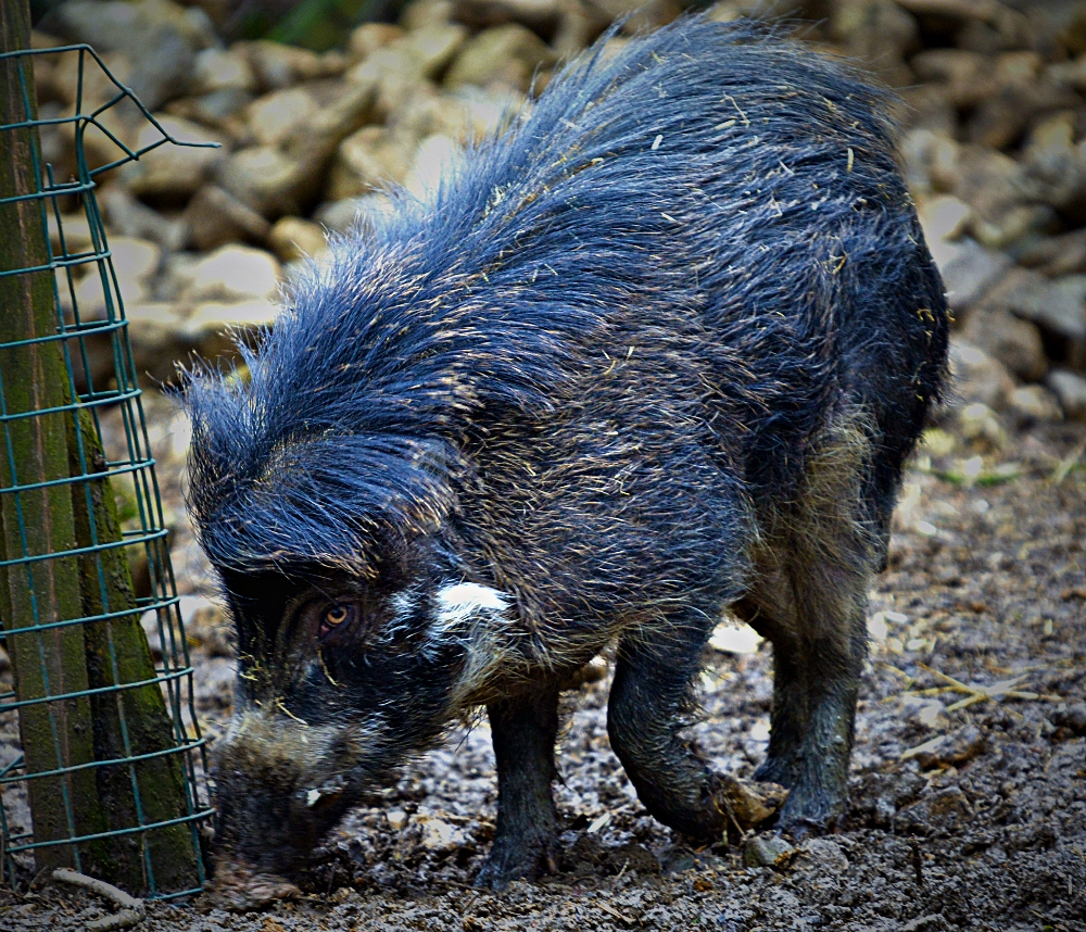 Visyan Warty Pig