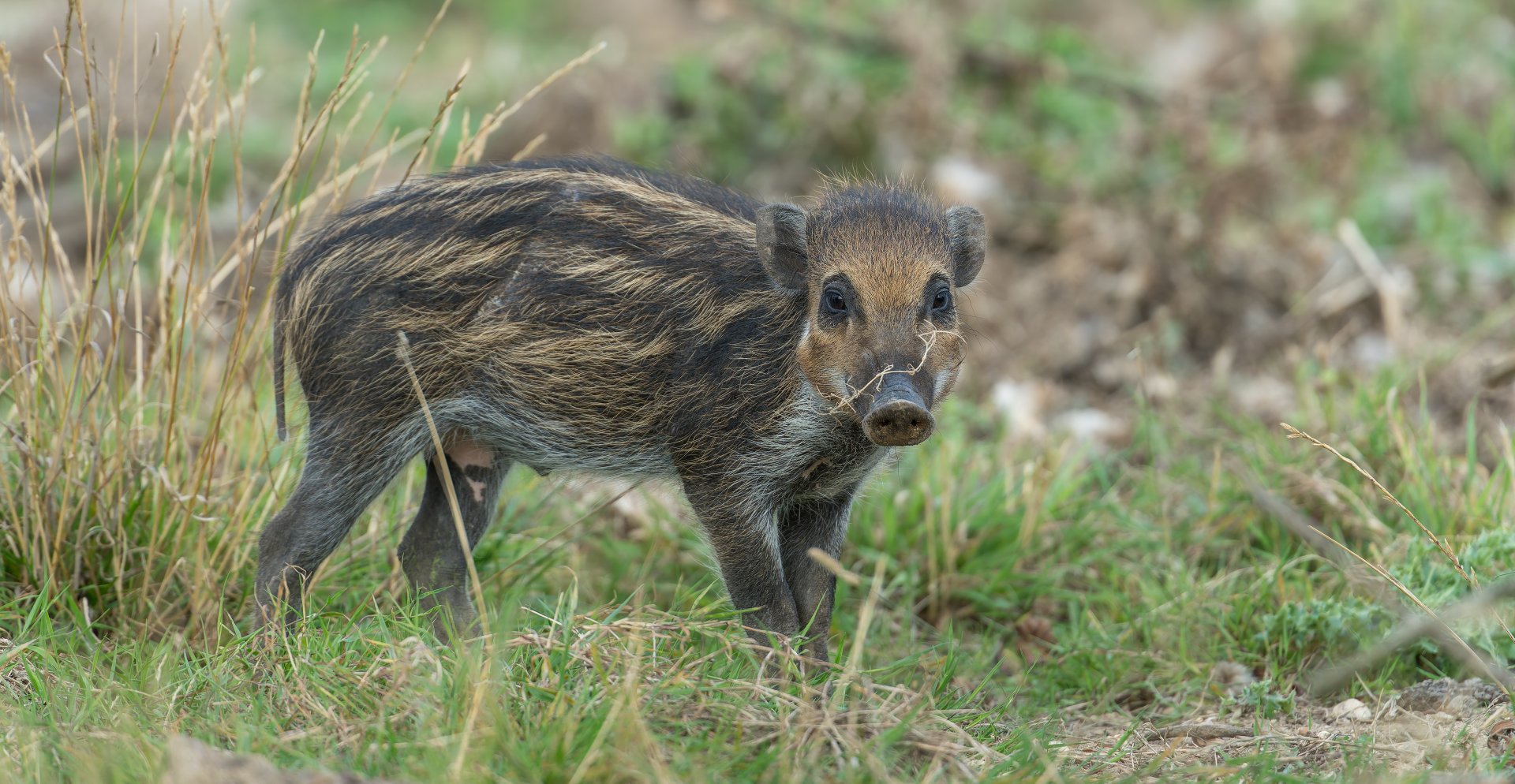 Visyan warty piglet, ZSL Whipsnade, UK