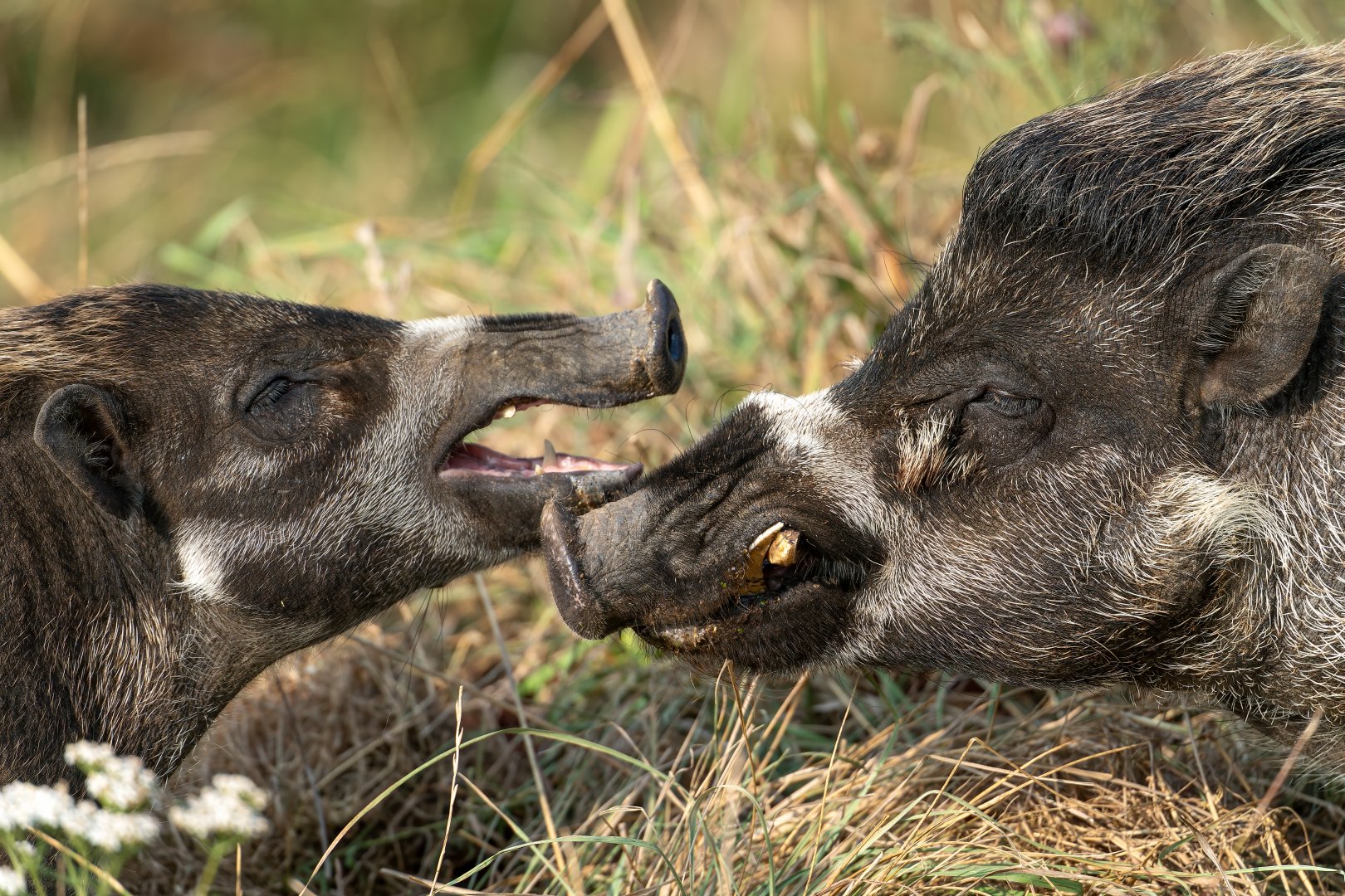 Visyan warty pigs, ZSL Whipsnade, UK
