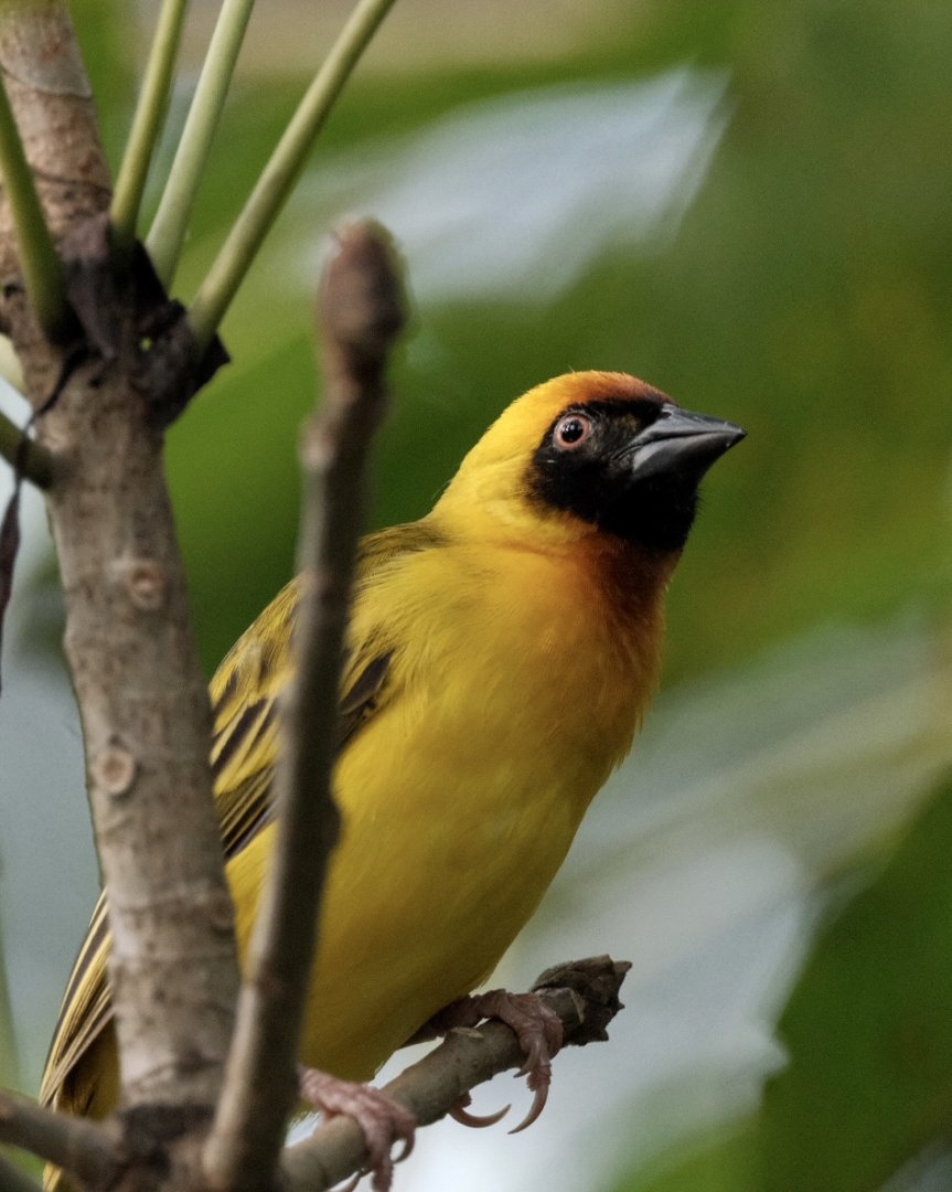 Vitelline Masked Weaver (Ploceus vitellinus)