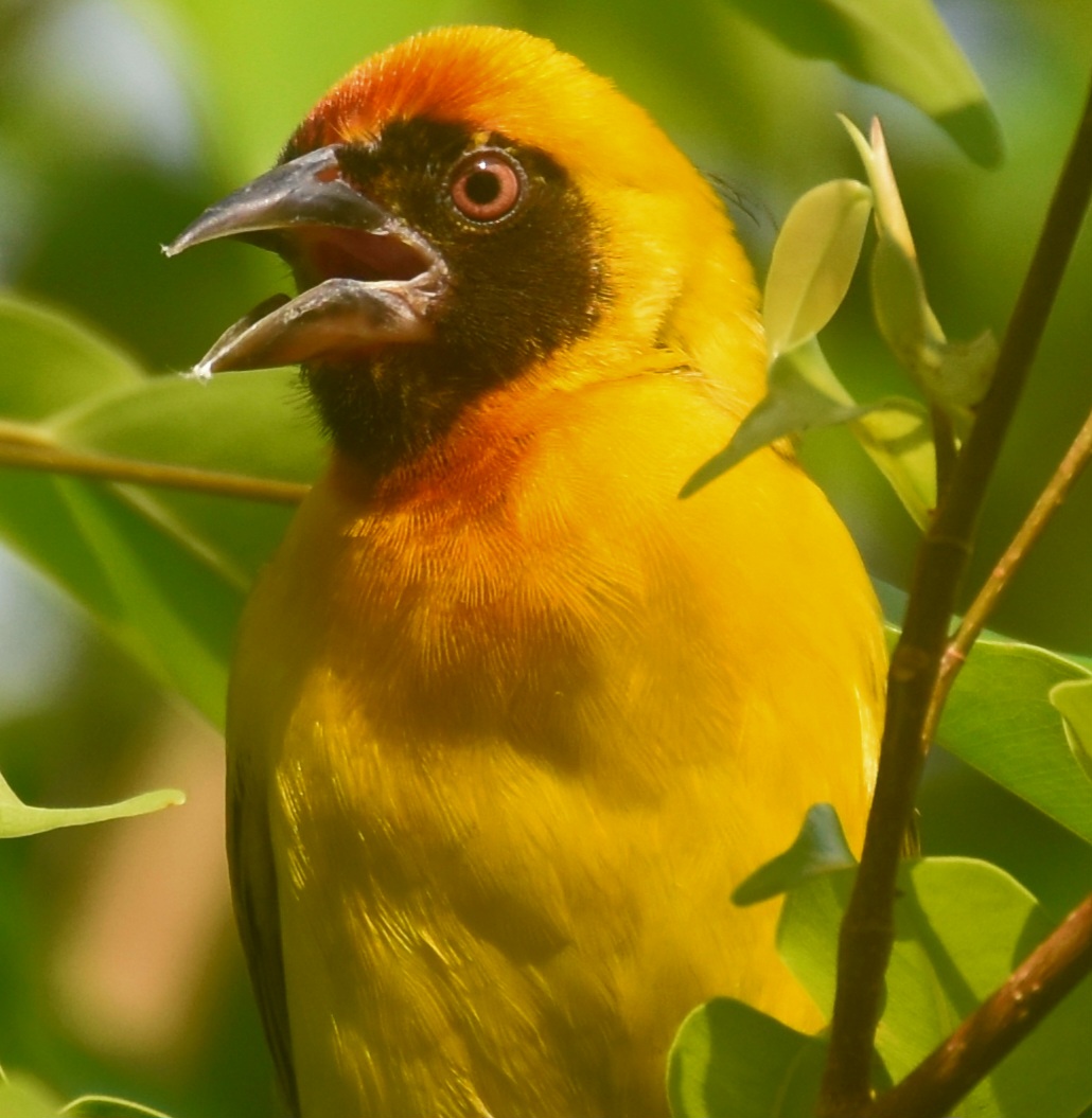 Vitelline Masked Weaver (Ploceus vitellinus)