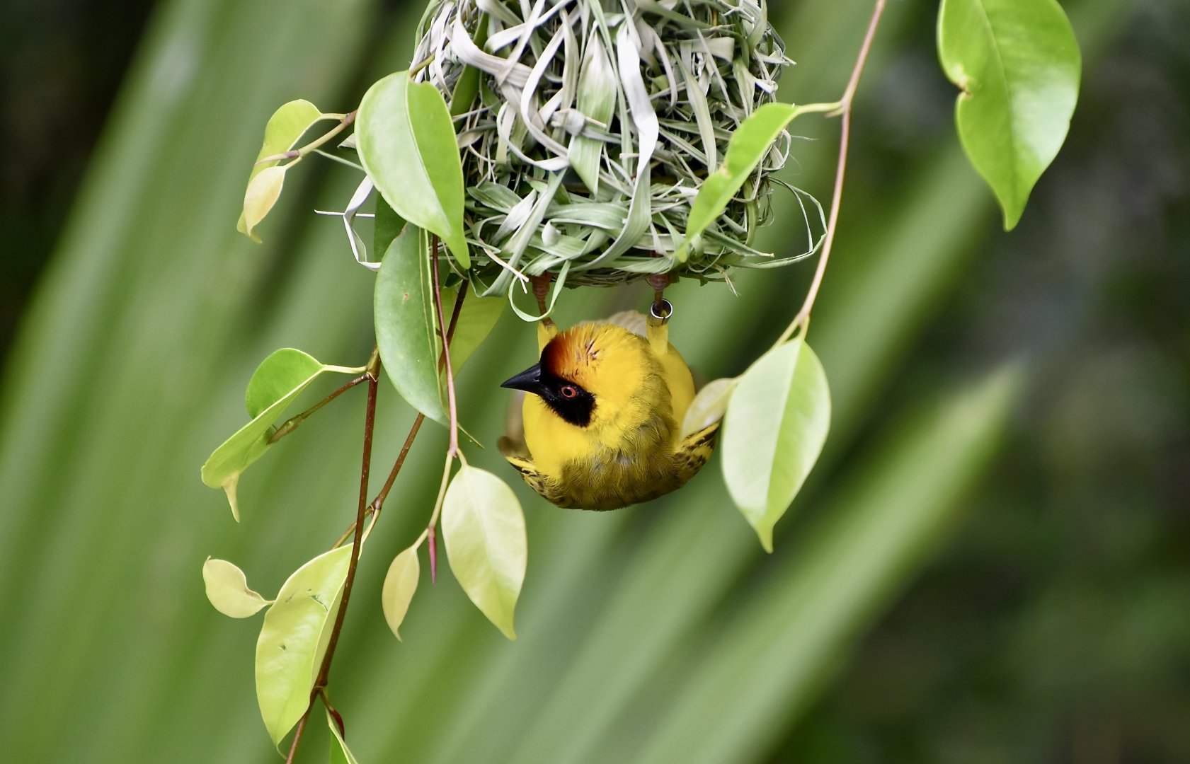 Vitelline Masked-Weaver (Ploceus vitellinus)