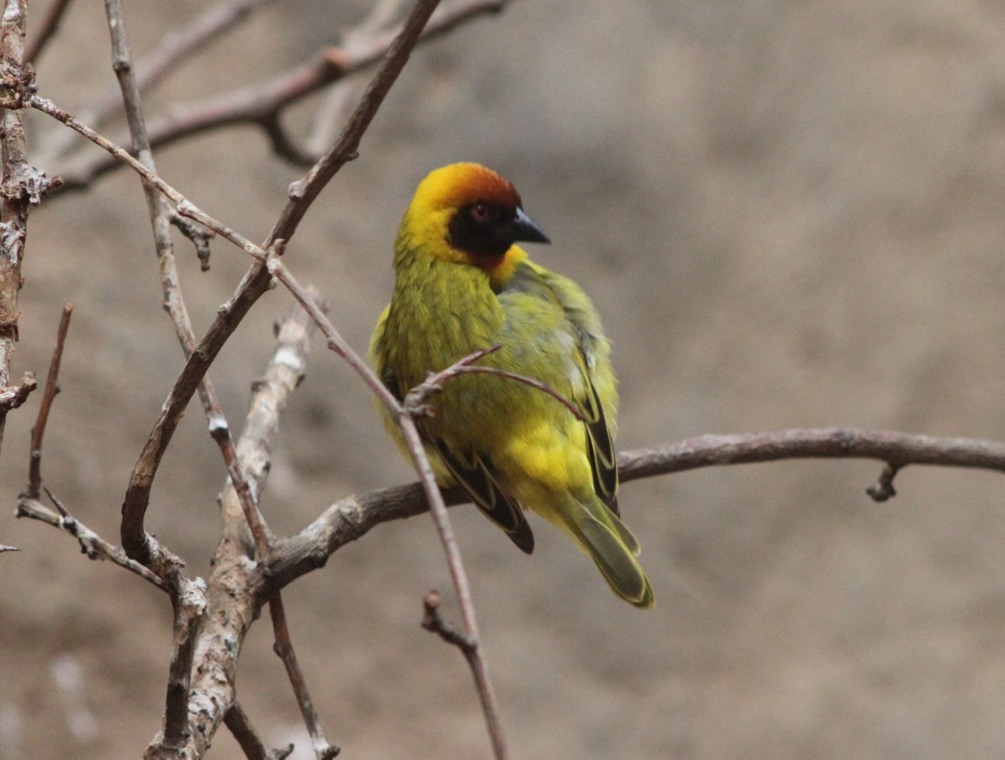 Vitelline masked weaver