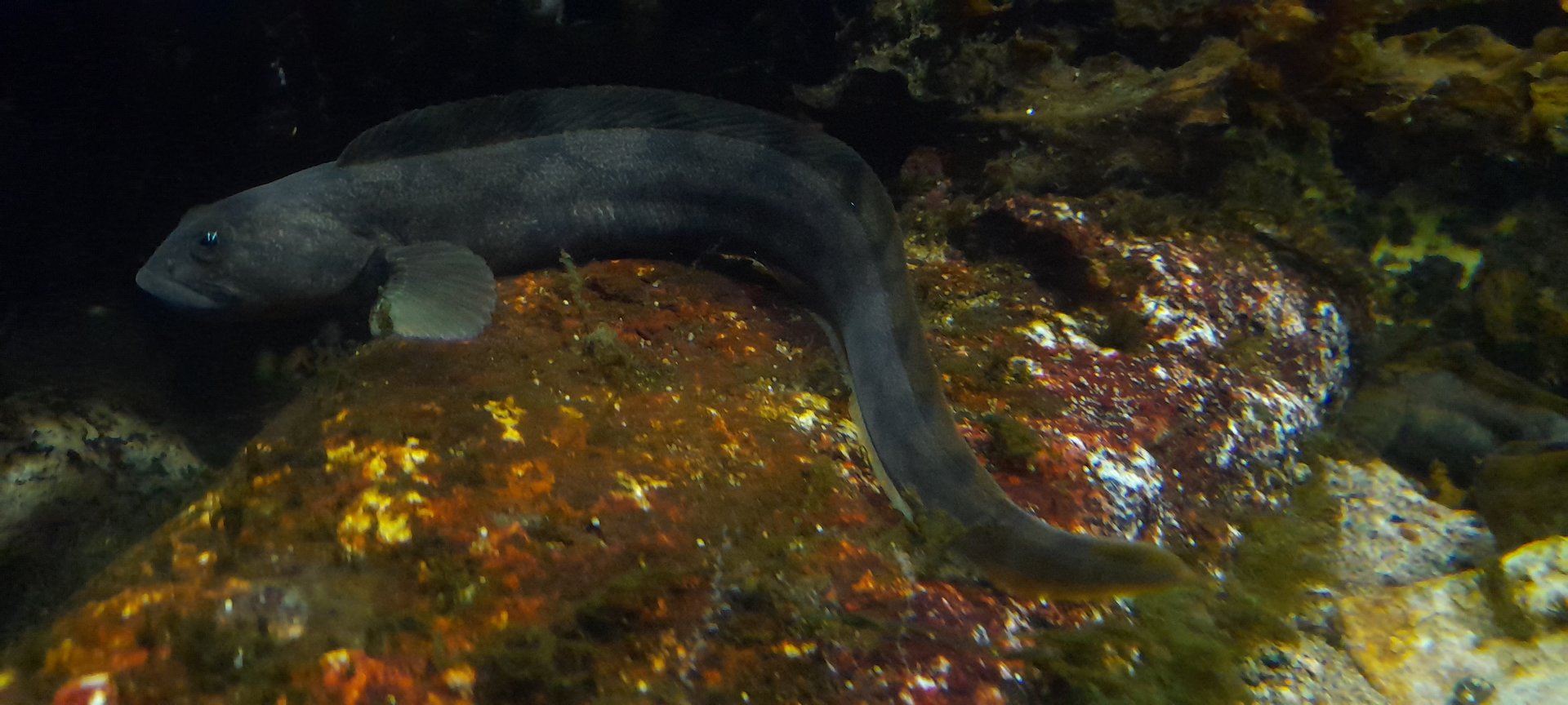 Vivaparous eelpout (Zoarces viviparus)