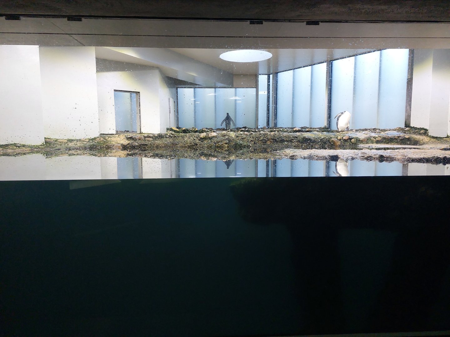 Vivarium - 1nd penguin enclosure