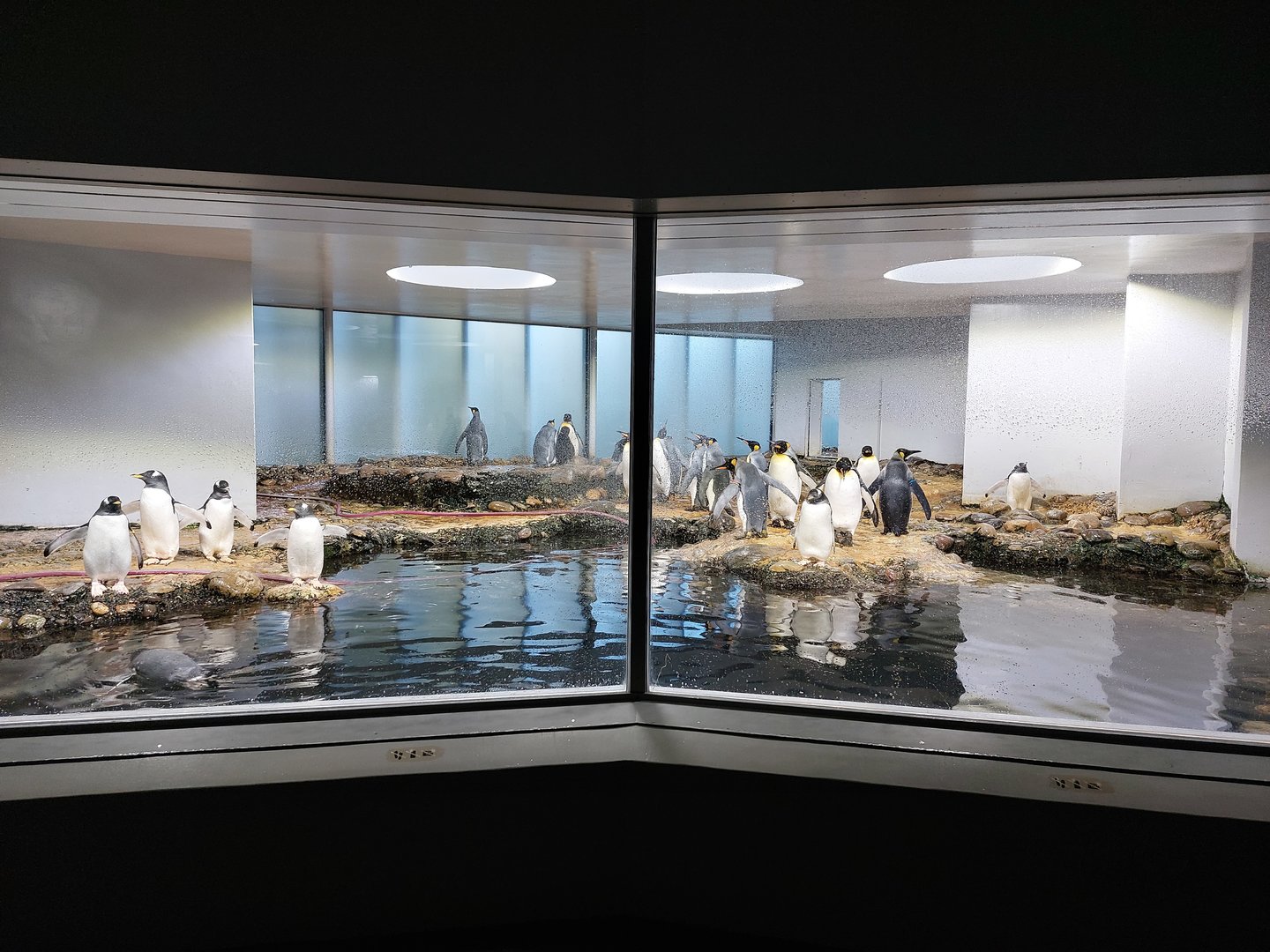 Vivarium - 2nd penguin enclosure