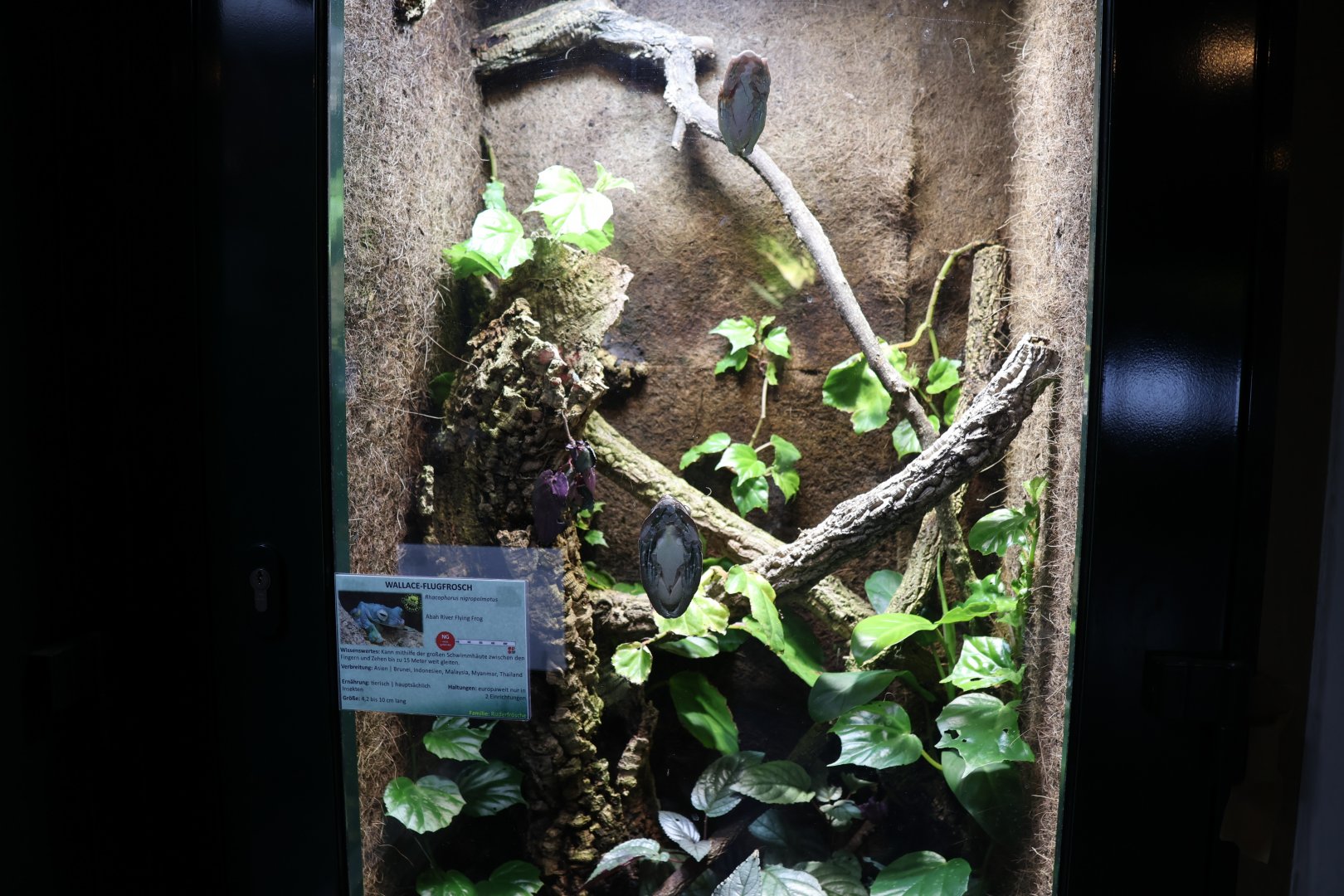 Vivarium - Abah River Flying Frog (Rhacephorus nigromalmatus)