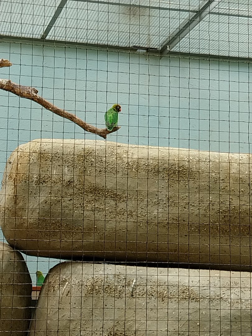 Vivarium - African savanna aviary - Black-cheeked lovebird (Agapornis nigrigenis)