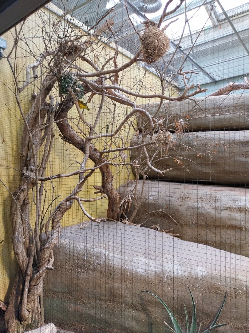 Vivarium - African savanna aviary - Village weaver (Ploceus culcullatus)