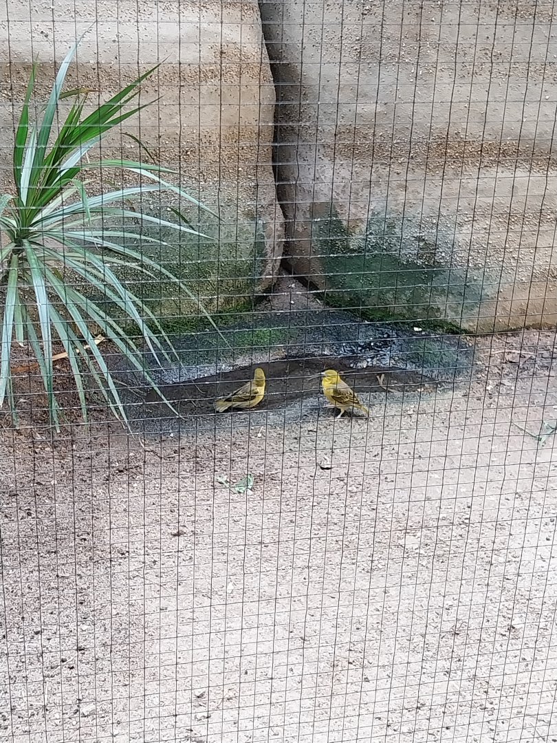 Vivarium - African savanna aviary - Village weaver (Ploceus culcullatus)