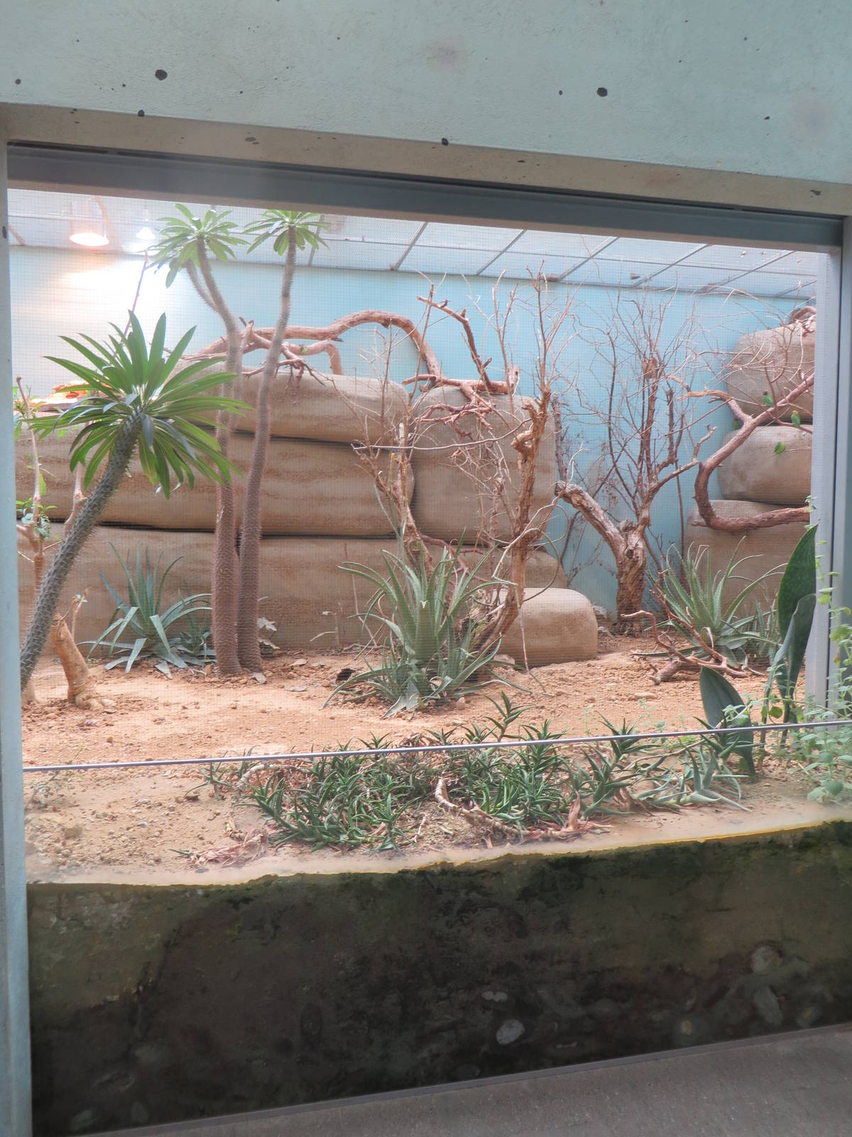 Vivarium - African savanna enclosure