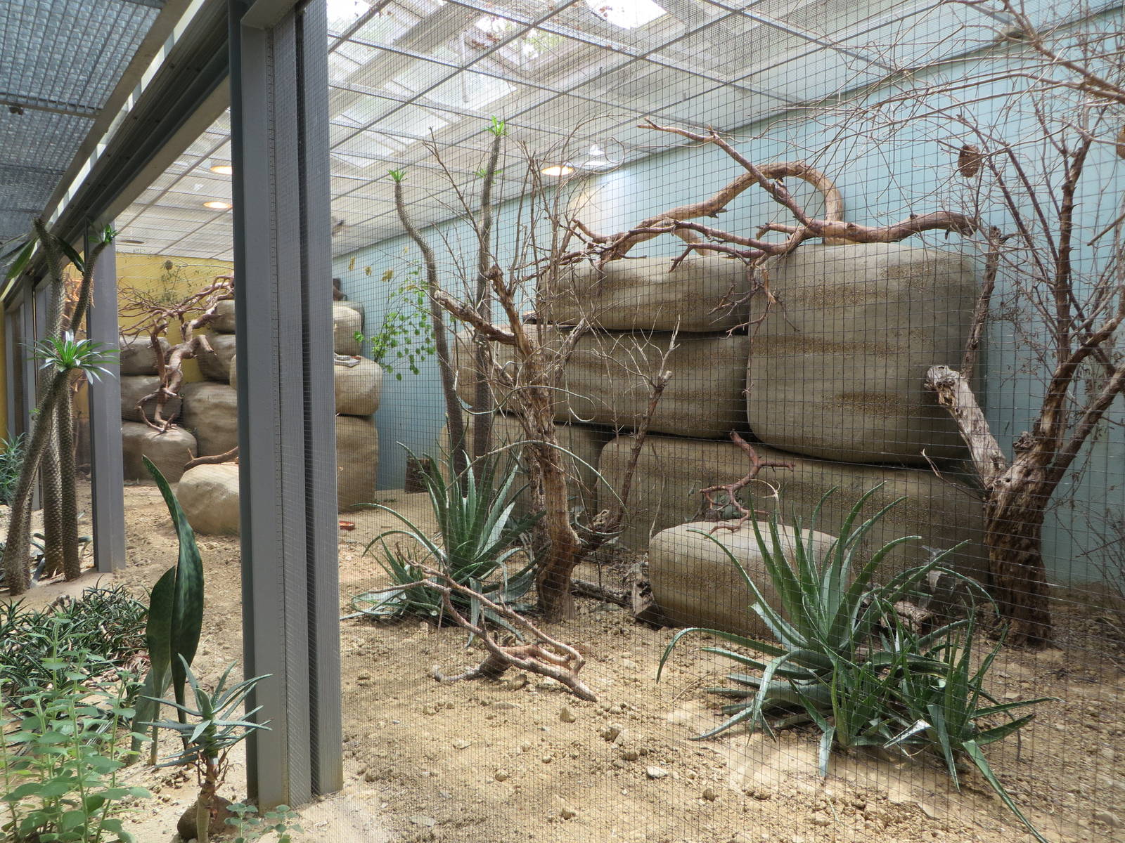 Vivarium - African savannah