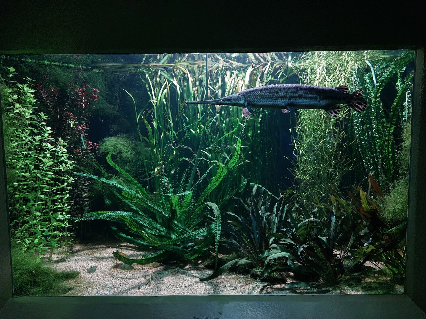 Vivarium - Alligator gar aquarium