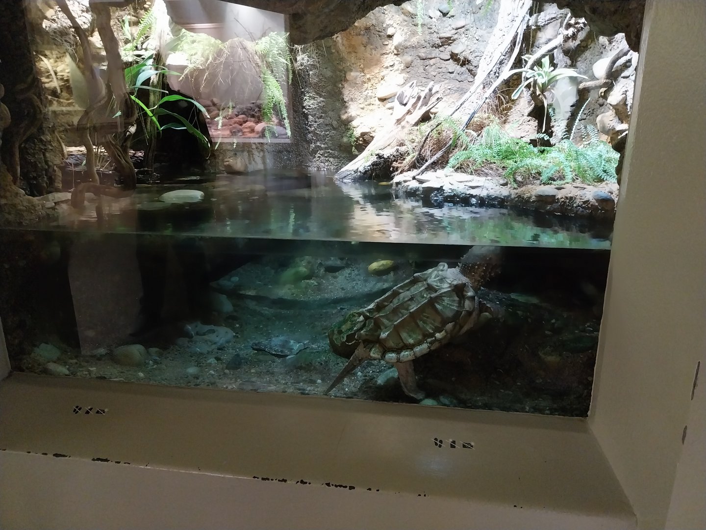 Vivarium - Alligator snapping turtle enclosure
