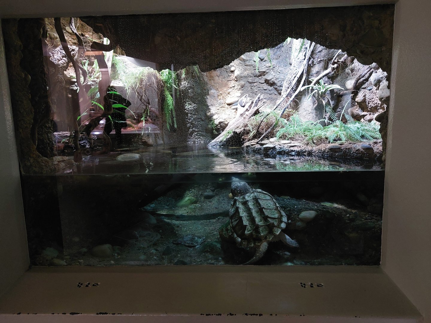 Vivarium - Alligator snapping turtle exhibit