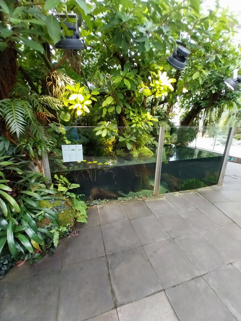 Vivarium - Amazon aquarium