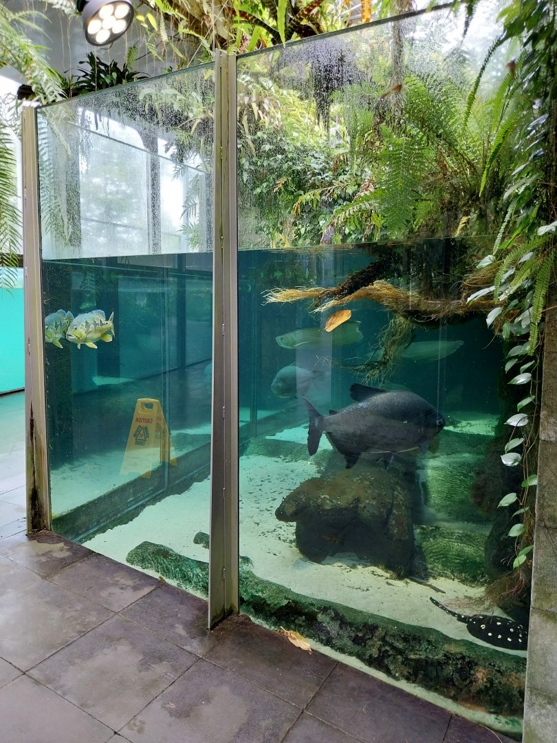 Vivarium - Amazon aquarium