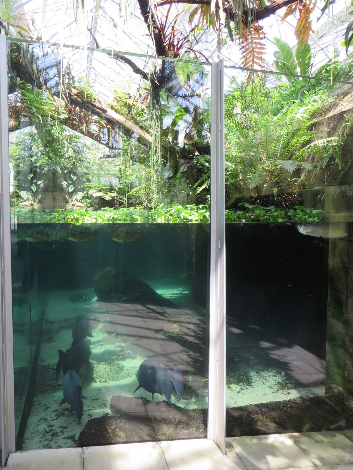 Vivarium - Amazon tank