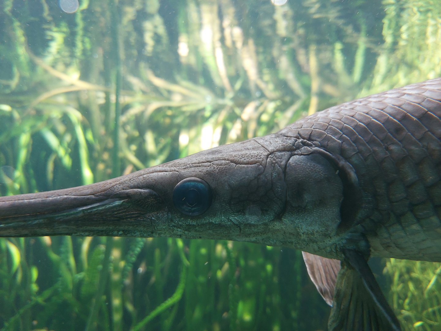 Vivarium - ancient alligator gar