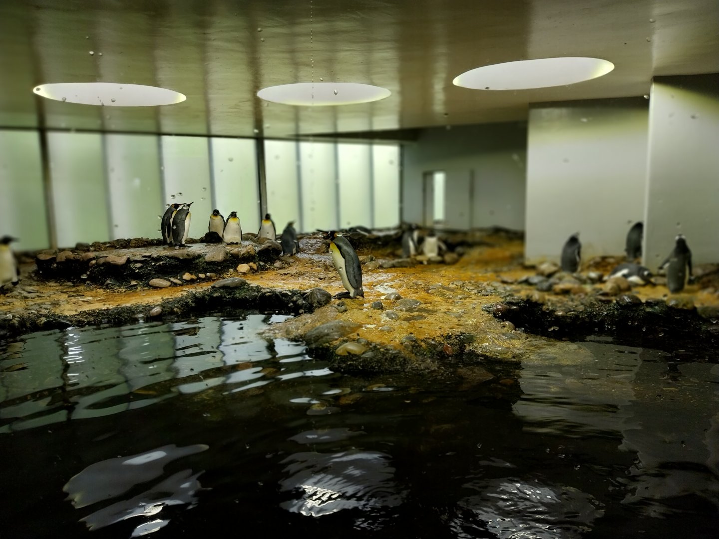 Vivarium - Antarctic penguin enclosure