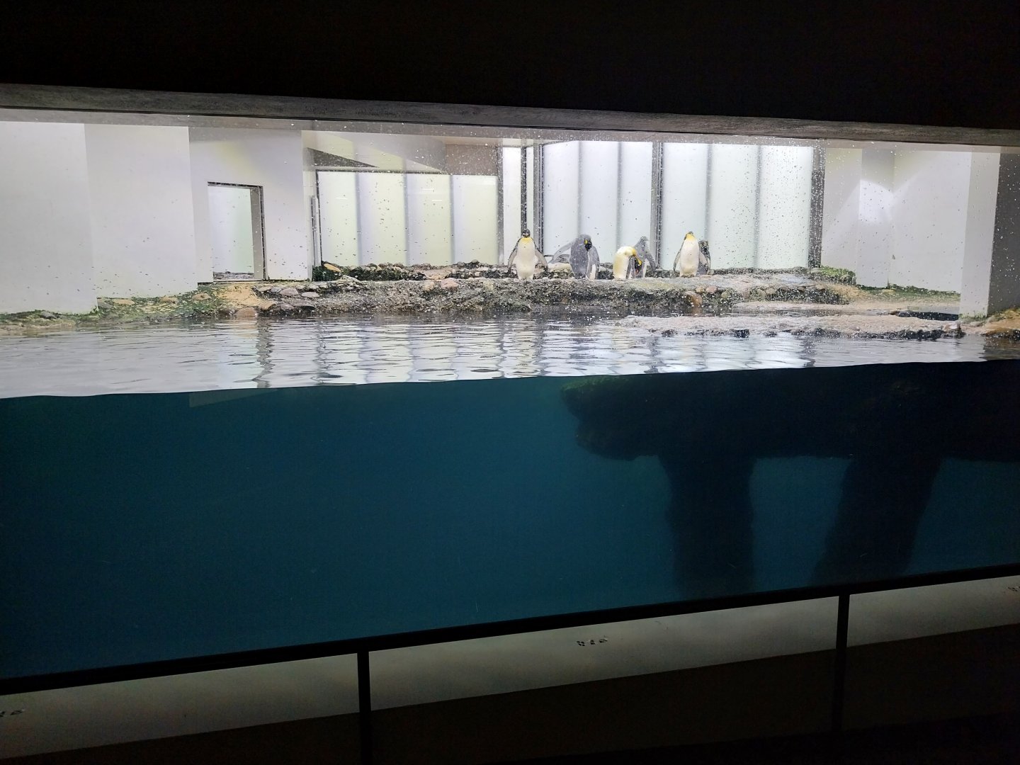 Vivarium - Antarctic penguin