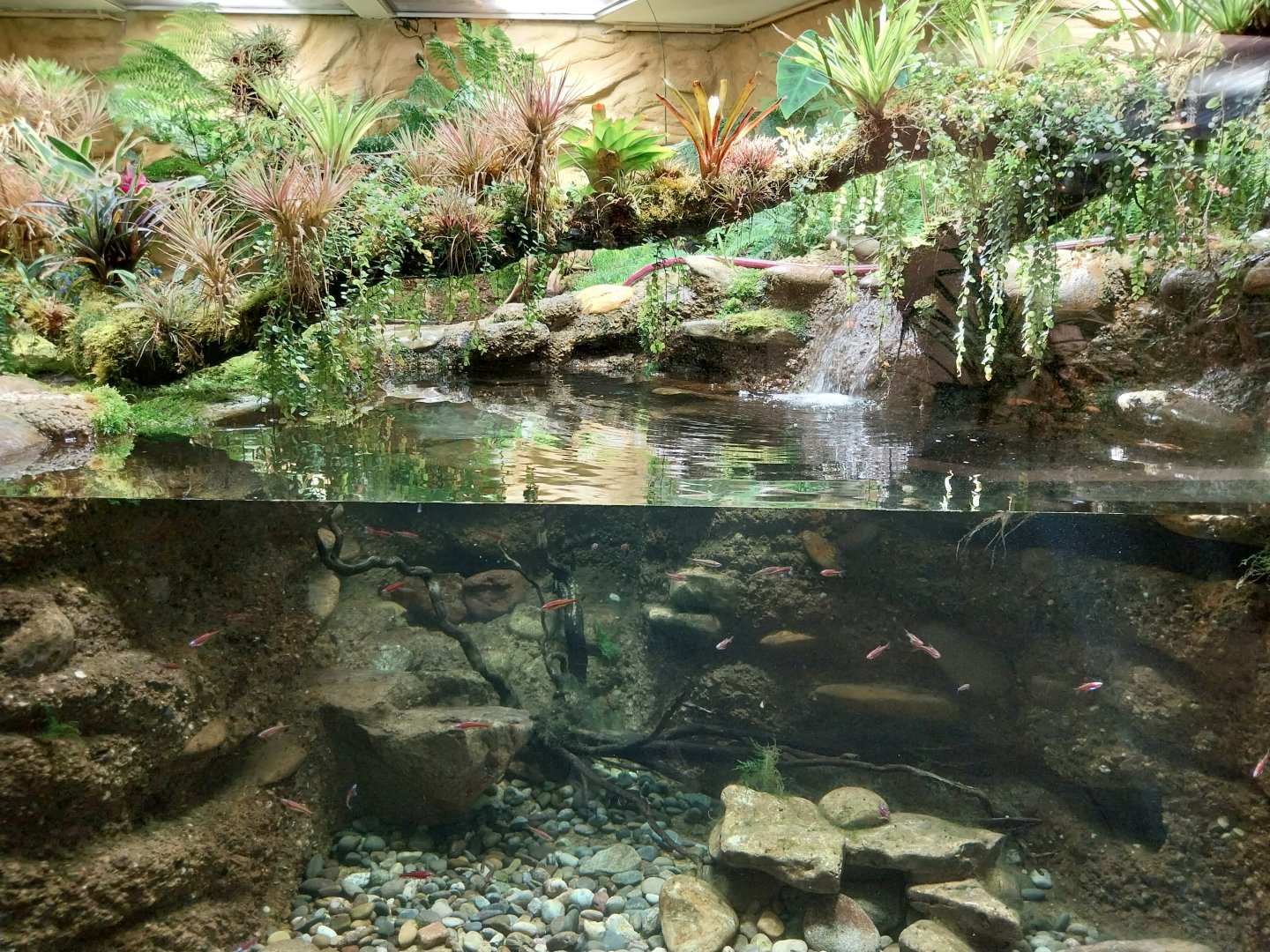 Vivarium - Appalachian paludarium enclosure - Rainbow shiner (Notropis chrosomus)