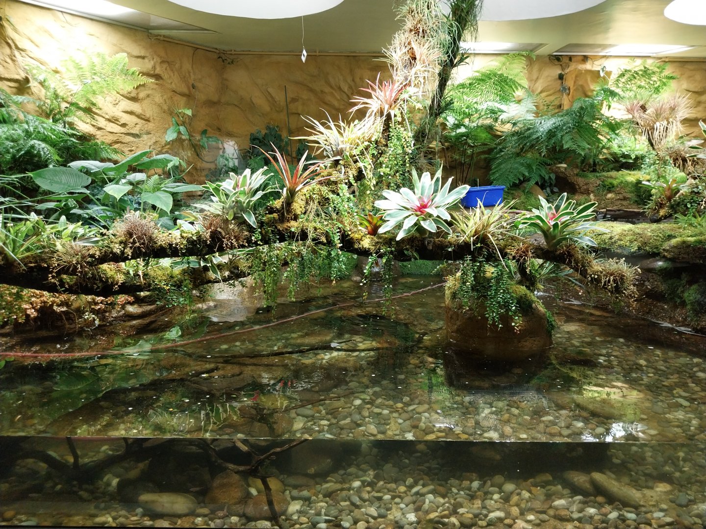 Vivarium - Appalachian paludarium enclosure