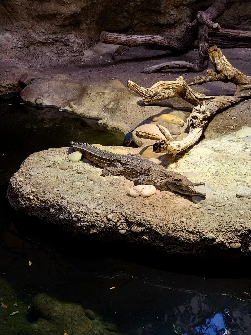 Vivarium  - Australia enclosure - Johnstone's river crocodile (Crocodylys johnsoni)
