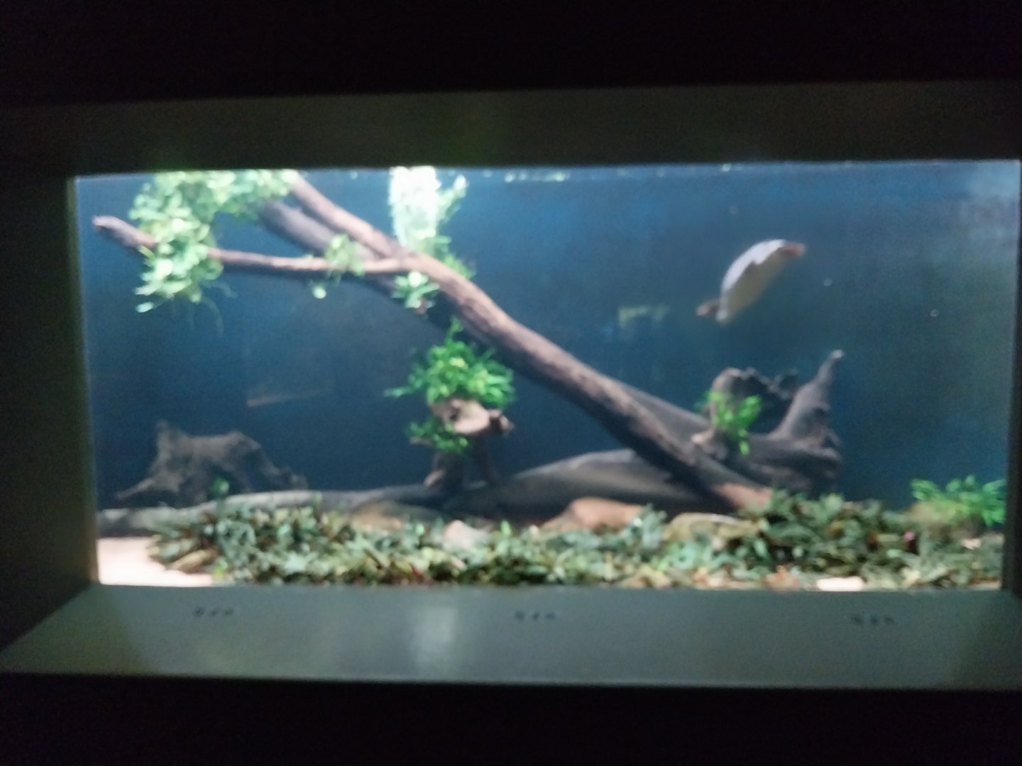 Vivarium - Australian lungfish and pig-nosed turtle