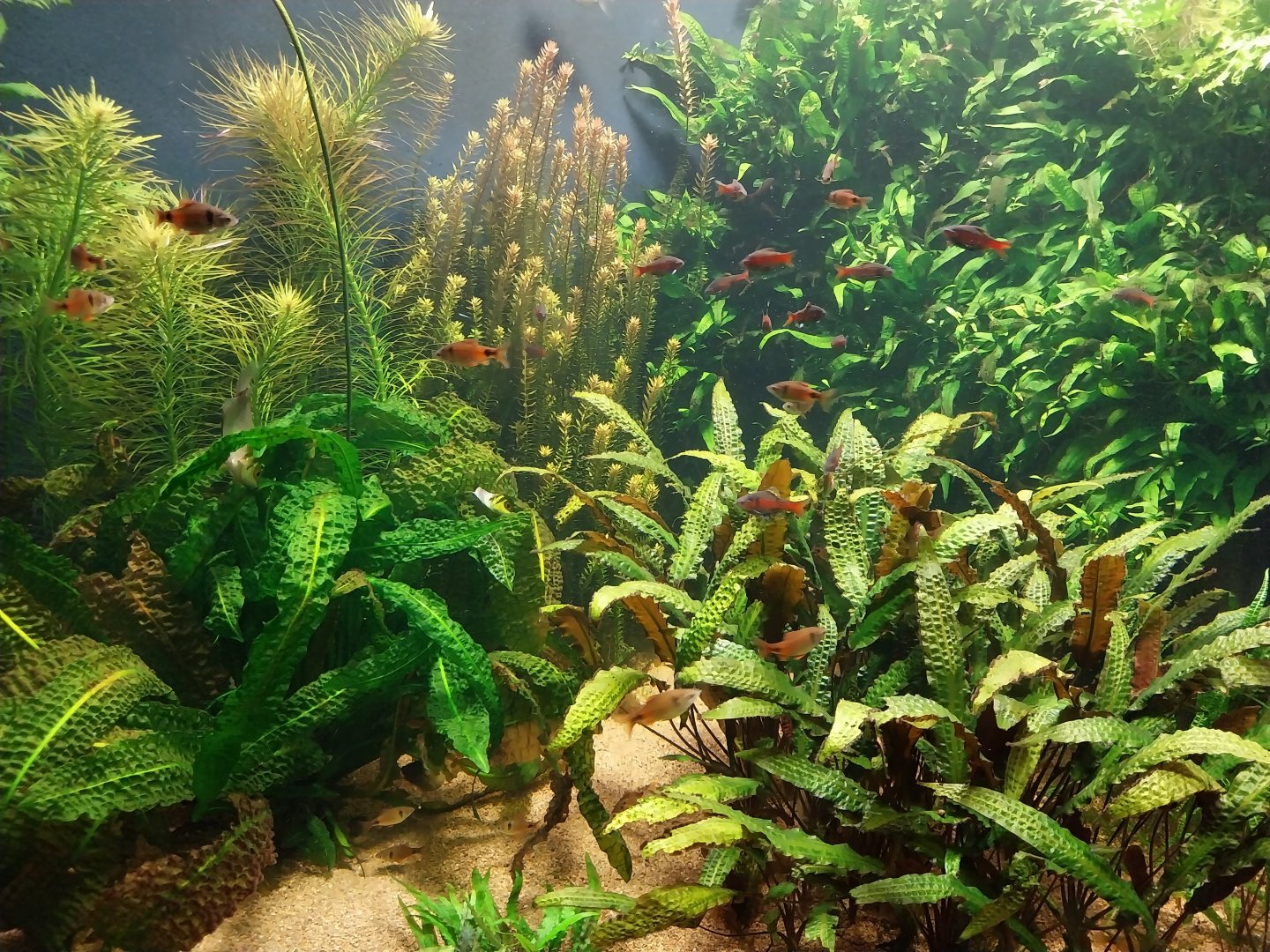 Vivarium - Breathing under water