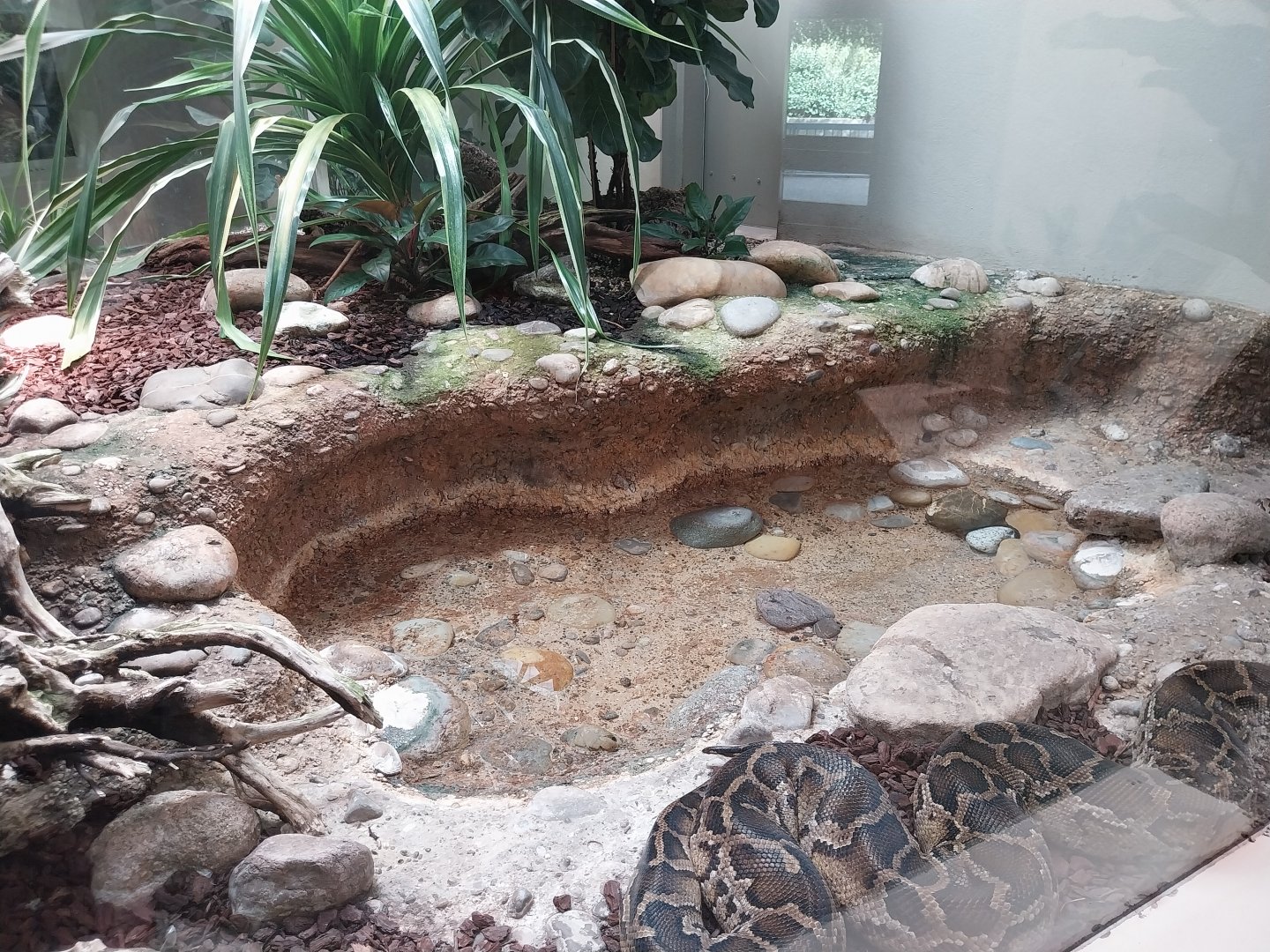 Vivarium - Burmese rock python enclosure