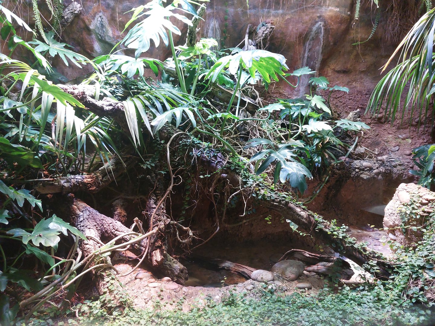 Vivarium - Caiman lizard terrarium